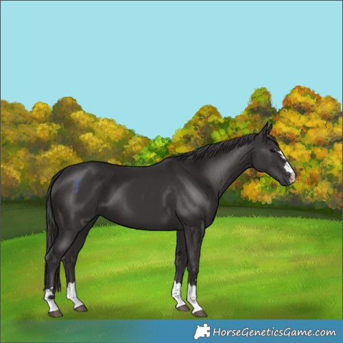 Horse Color:Smoky Black 