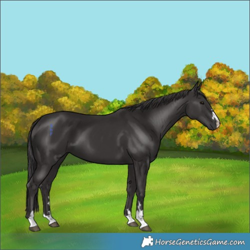 Horse Color:Smoky Black 