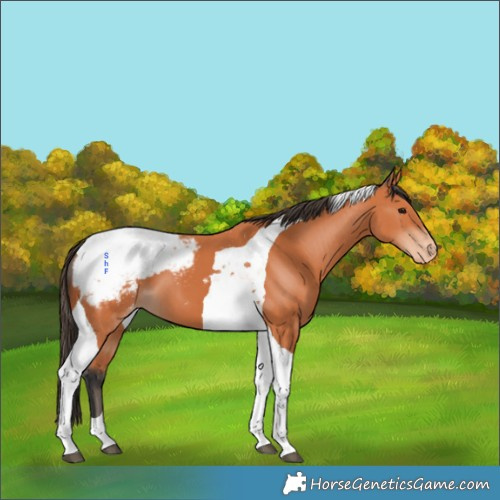 Horse Color:Bay Tobiano Appaloosa 