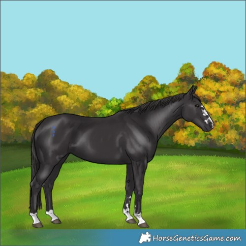Horse Color:Smoky Black 