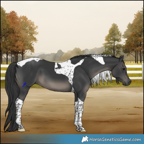Horse Color:Black Tobiano 