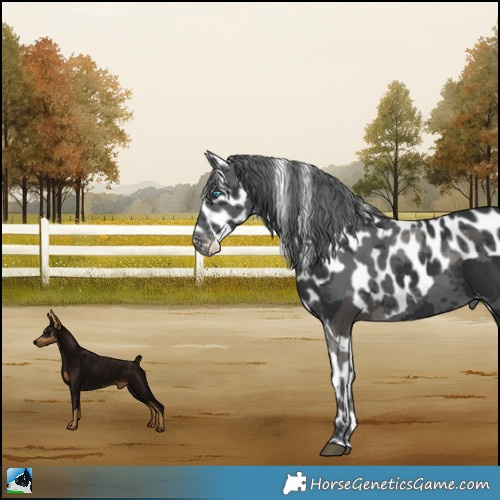Horse Color:Black Merle Skewed Appaloosa