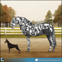 Horse Color:Black Merle Skewed Appaloosa 