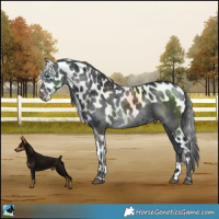 Horse Color:Black Merle Skewed LP Spotted