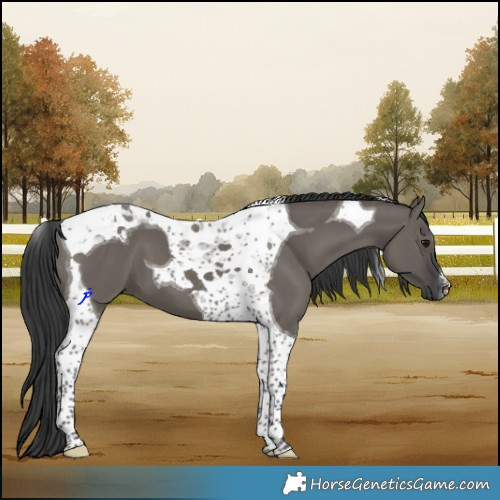 Horse Color:Grullo Tobiano 
