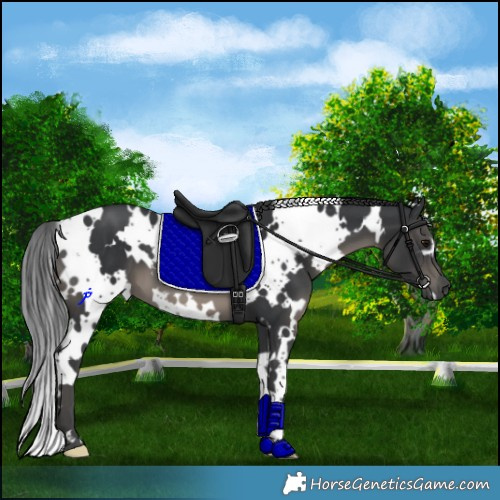 Horse Color:White Spotted Black