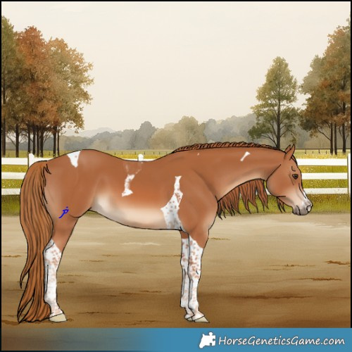 Horse Color:Chestnut Tobiano 