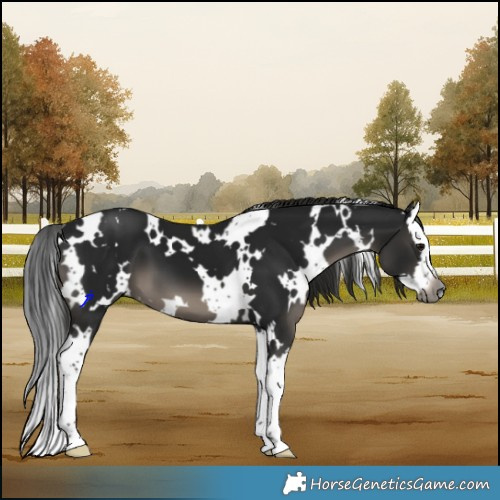 Horse Color:Gray White Spotted Black Splash 