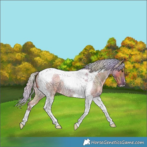 Horse Color:Nacre Silver Bay Roan Tobiano 