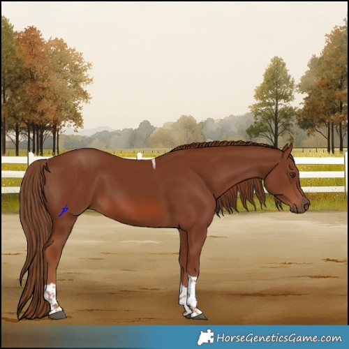 Horse Color:Chestnut Tobiano 