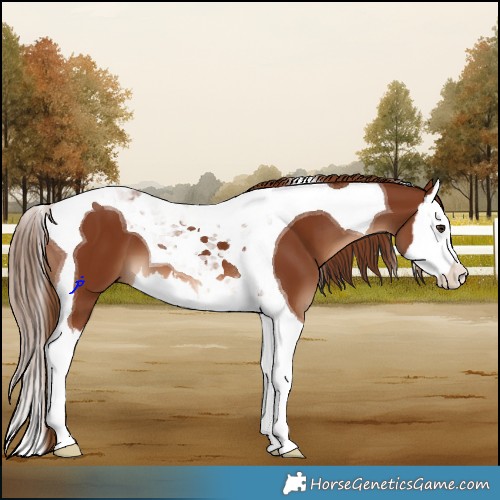 Horse Color:Chestnut Splash Tobiano 