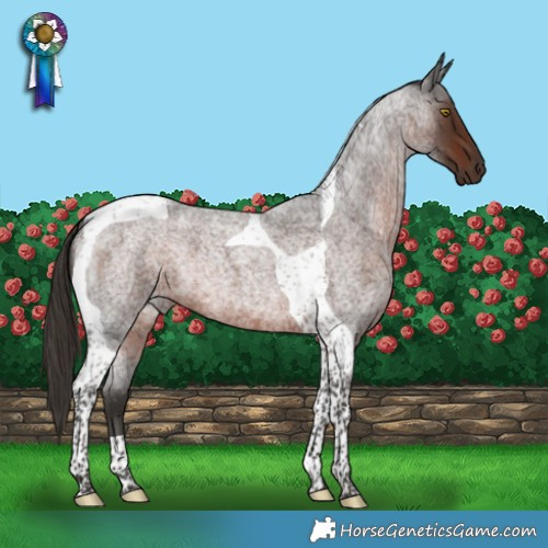 Horse Color:Liver Red Roan Tobiano 