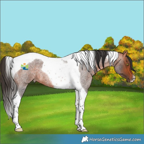 Horse Color:Bay Roan Tobiano 