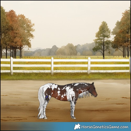Horse Color:White Spotted Silver Brown Tobiano 