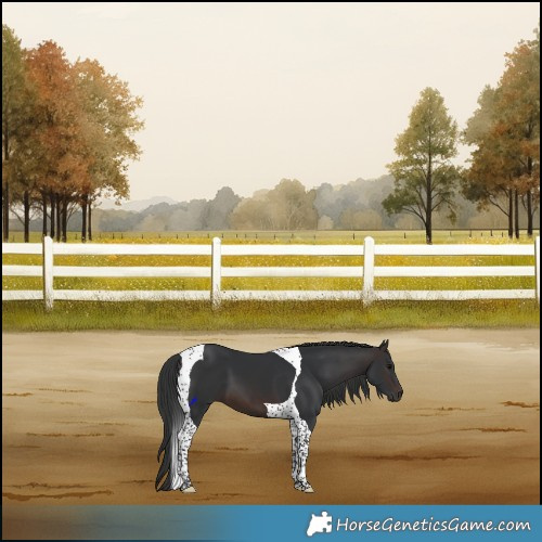 Horse Color:Brown Tobiano 
