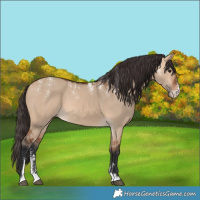 Horse Color:Powder White Bay Dun 