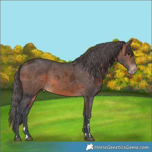 Horse Color:Brown Merle Appaloosa 