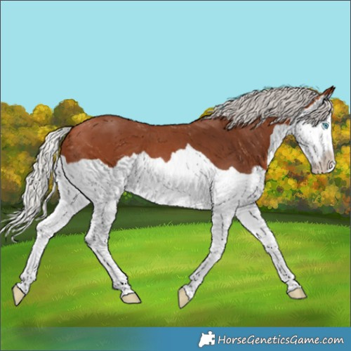 Horse Color:Silver Bay Splash