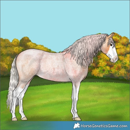 Horse Color:Silver Buckskin Roan Splash