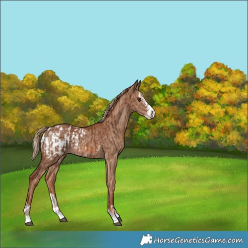 Horse Color:Chestnut  and Red Dun Splash Blanket 