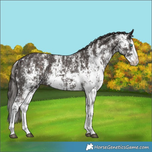 Horse Color:Liver Chestnut Sabino Splash Appaloosa and Liver Chestnut Sabino Splash Appaloosa Rabicano