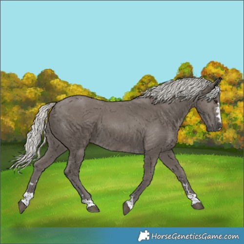 Horse Color:Silver Smoky Black
