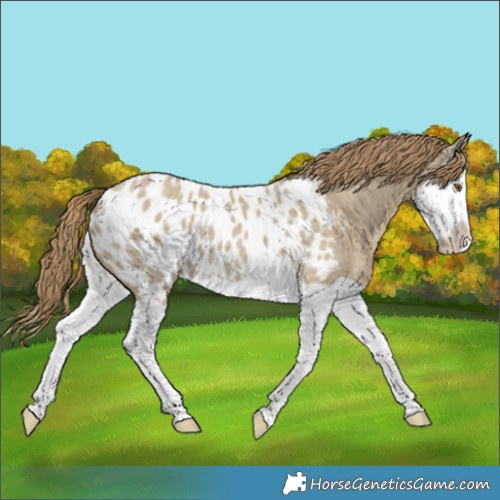 Horse Color:Classic Cream Champagne Dun Splash Appaloosa