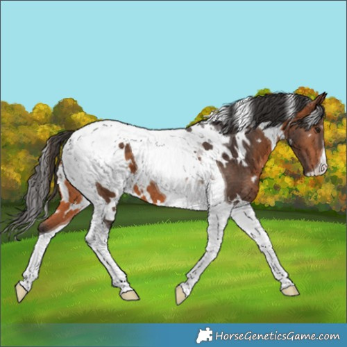 Horse Color:White Spotted Bay Tobiano