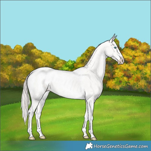 Horse Color:Perlino Sabino Tobiano Blanket and Perlino Sabino Splash Tobiano Blanket