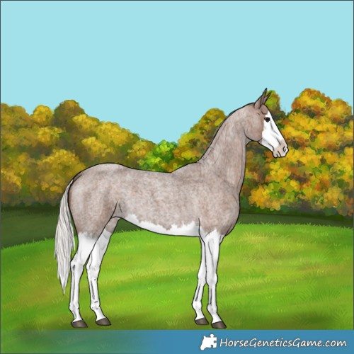 Horse Color:Silver Blue Roan Splash