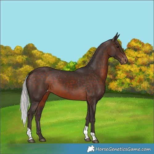 Horse Color:Silver Brown Tobiano Appaloosa