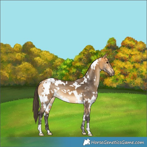 Horse Color:White Spotted Buckskin