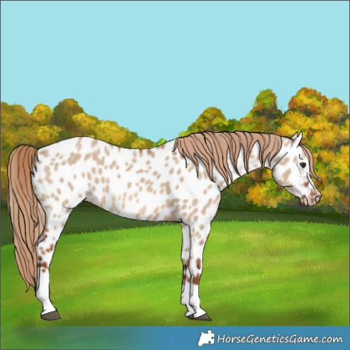 Horse Color:Red Dun Appaloosa 