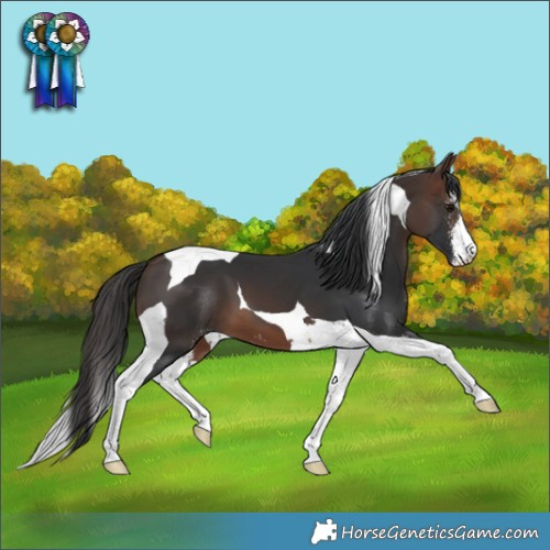 Horse Color:Brown Sabino Tobiano 