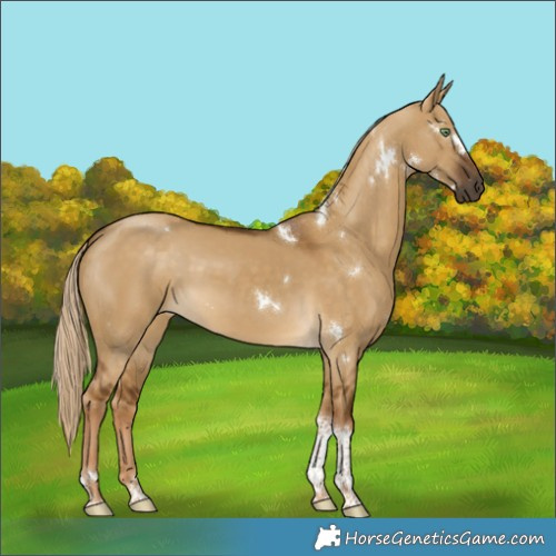 Horse Color:White Spotted Chocolate Palomino Dun Tobiano 