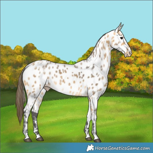 Horse Color:Buckskin Ice Appaloosa
