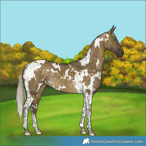 Horse Color:White Spotted Silver Buckskin Dun Tobiano