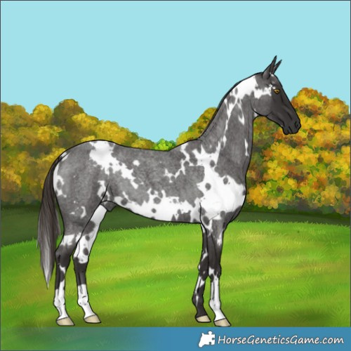 Horse Color:White Spotted Liver Red Roan