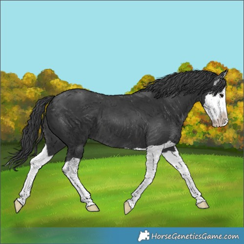 Horse Color:Black Splash Appaloosa