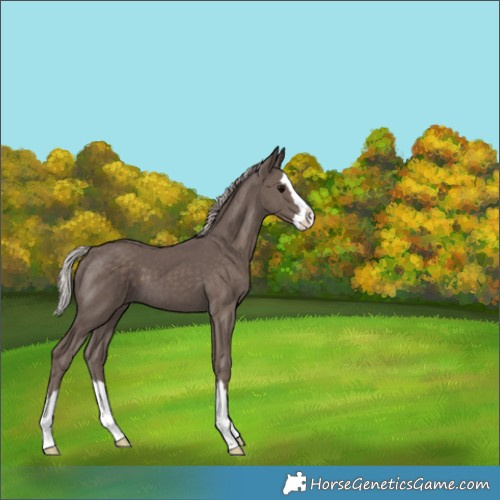 Horse Color:Silver Black Splash 