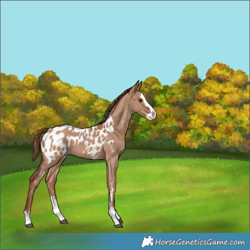 Horse Color:Red Dun Sabino Splash Blanket