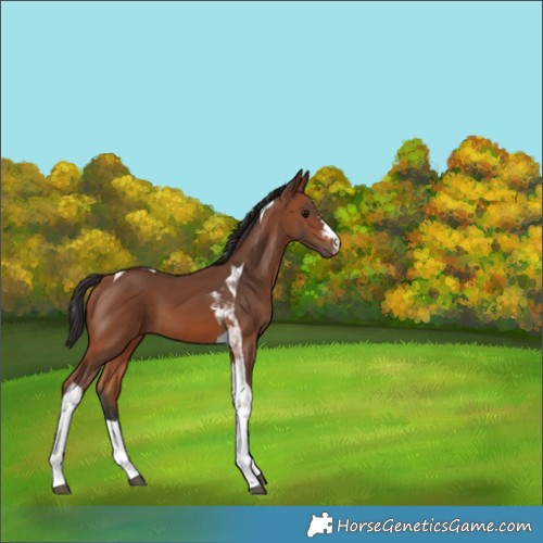 Horse Color:Bay Tobiano 