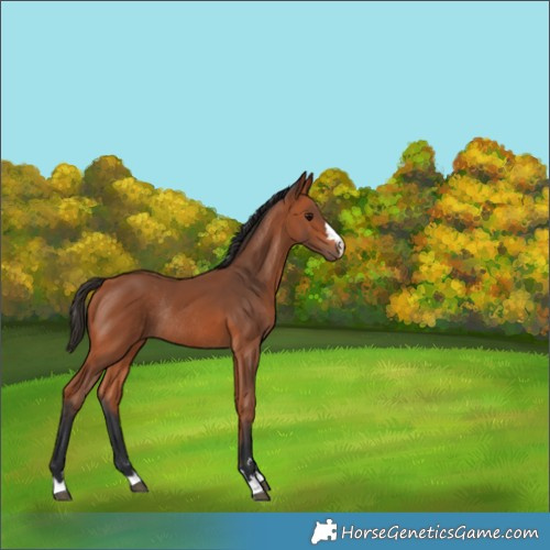 Horse Color:Bay Rabicano