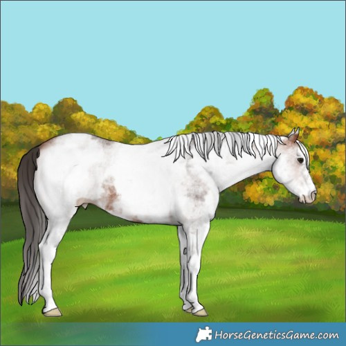 Horse Color:White Spotted Bay Appaloosa 