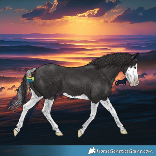 Horse Color:Smoky Black Splash