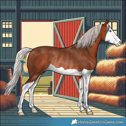 Horse Color:Silver Brown Splash Rabicano 
