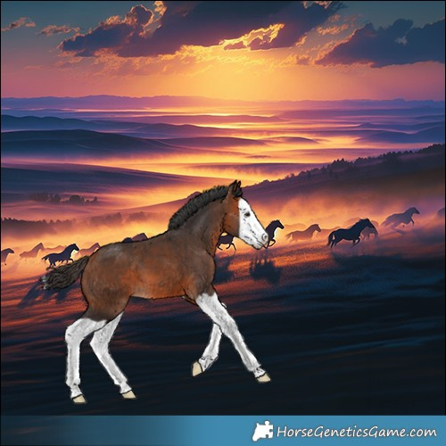 Horse Color:Bay Splash 