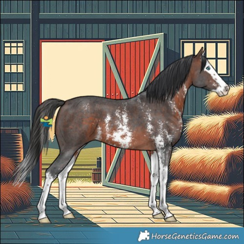 Horse Color:Brown Sabino Splash 