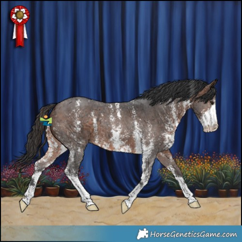 Horse Color:Brown Sabino