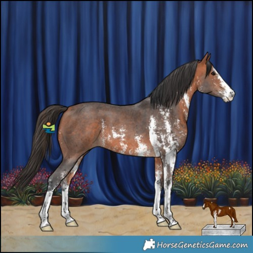 Horse Color:Bay Sabino